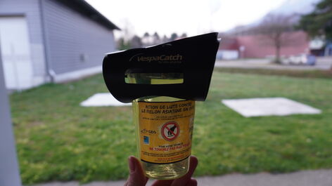 Nouvelle campagne de lutte contre le frelon à pattes jaunes 