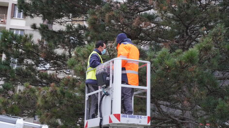 Chenilles processionnaires : vigilance renforcée en Isère
