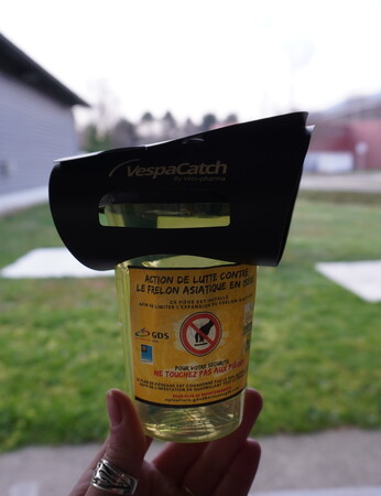 Campagne frelons à pattes jaunes 2026